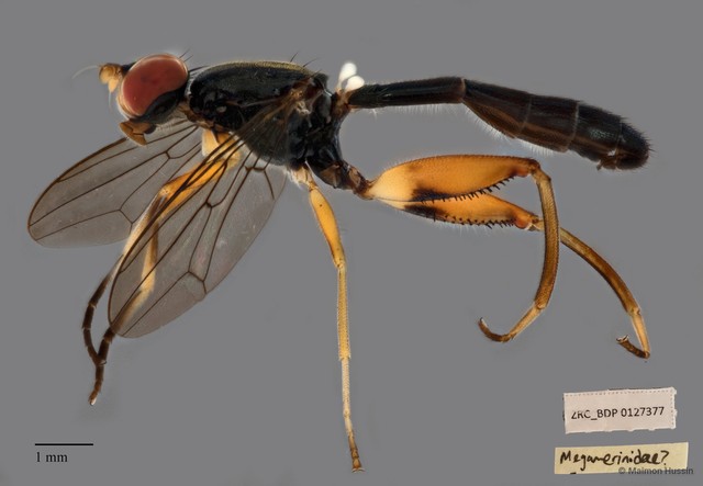 Texara sp. "ZRCBDP00127377" • © Maimon Hussin • All Rights Reserved