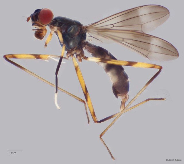 Taeniapterinae sp. "ZRCBDP0056254" • © Arina Adom • All Rights Reserved