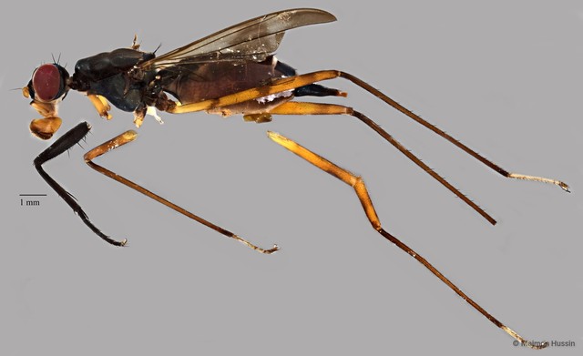 Micropezidae sp. "ZRCBDP0077723" • © Maimon Hussin • All Rights Reserved