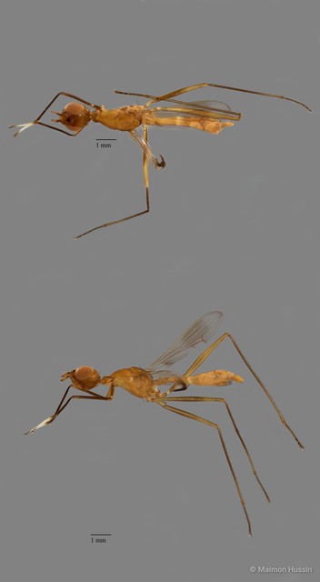 Micropezidae sp. "ZRCBDP0091450" • © Maimon Hussin • All Rights Reserved