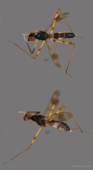 Micropezidae sp. "ZRCBDP0093133"