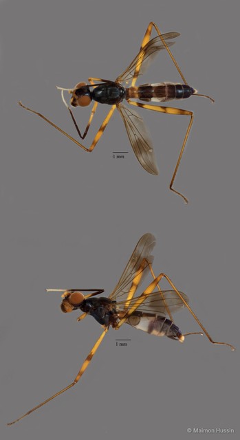 Micropezidae sp. "ZRCBDP0093133" • © Maimon Hussin • All Rights Reserved