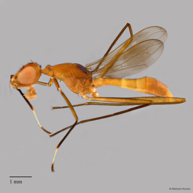 Micropezidae sp. "ZRCBDP0127740" • © Maimon Hussin • All Rights Reserved