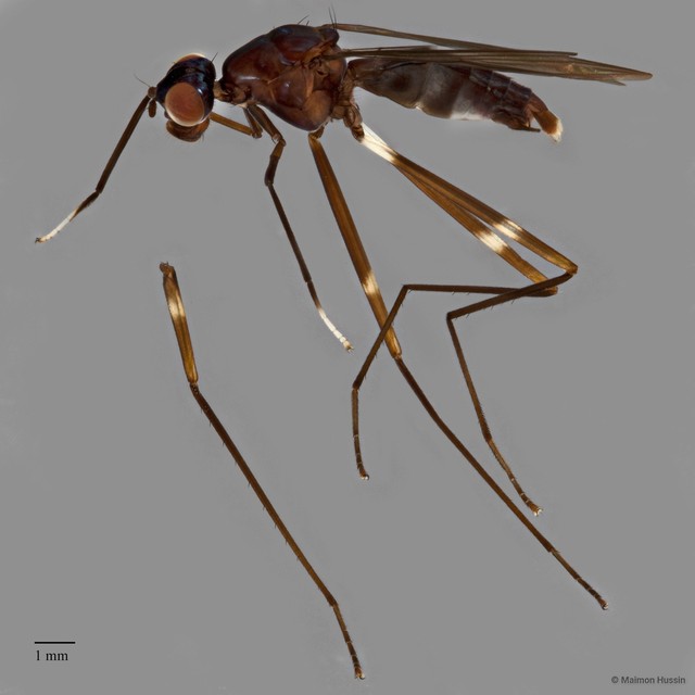 Micropezidae sp. "ZRCBDP0127841" • © Maimon Hussin • All Rights Reserved