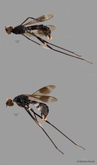 Micropezidae sp. "ZRCBDP0127933" • © Maimon Hussin • All Rights Reserved