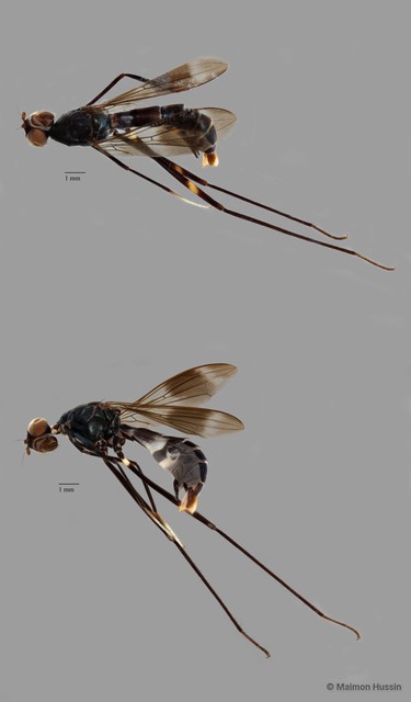 Micropezidae sp. "ZRCBDP0127933"