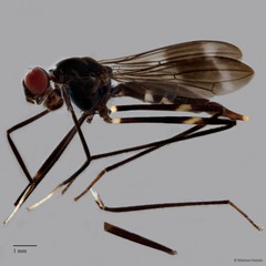 Micropezidae sp. "ZRCBDP0127933" • © Maimon Hussin • All Rights Reserved