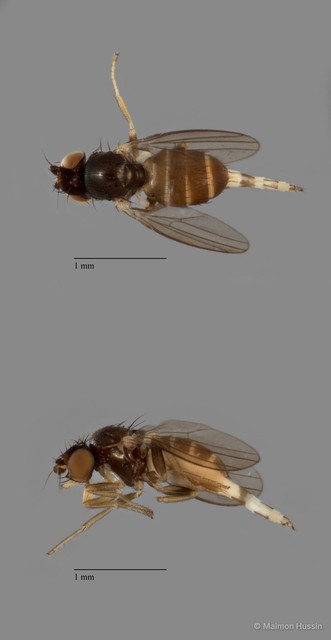 Milichiidae sp. "cf. Neophyllomyza ZRCBDP0081562" • © Maimon Hussin • All Rights Reserved