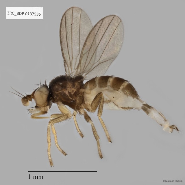 Milichiidae sp. "cf. Neophyllomyza ZRCBDP0137535" • © Maimon Hussin • All Rights Reserved