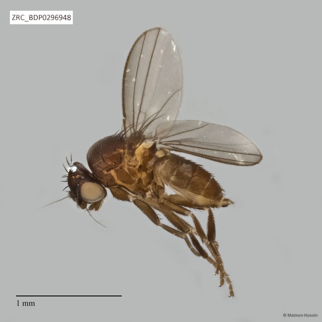 Milichiidae sp. "cf. Phyllomyza ZRCBDP0293309" • © Maimon Hussin • All Rights Reserved