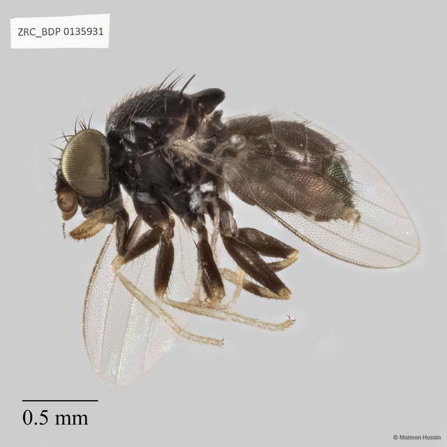 Milichiidae sp. "cf. Phyllomyzinae ZRCBDP0135931" • © Maimon Hussin • All Rights Reserved