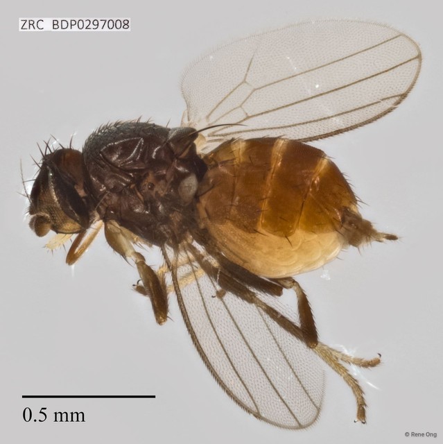 Phyllomyzinae sp. "Stomosis/Neophyllomyza ZRCBDP0297008" • © Rene Ong • All Rights Reserved