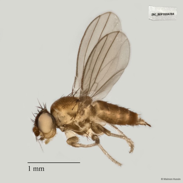 Milichiidae sp. "ZRCBDP0025486" • © Maimon Hussin • All Rights Reserved