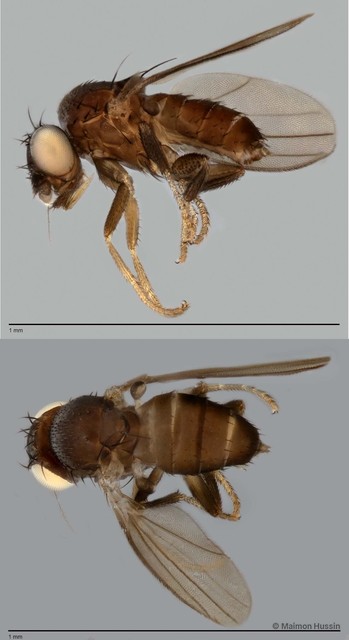 Phyllomyzinae sp. "ZRCBDP0025500" • © Maimon Hussin • All Rights Reserved