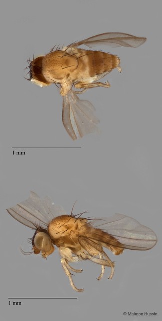 Phyllomyzinae sp. "ZRCBDP0090536" • © Maimon Hussin • All Rights Reserved