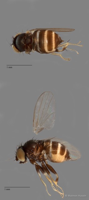 Phyllomyzinae sp. "ZRCBDP0091353" • © Maimon Hussin • All Rights Reserved