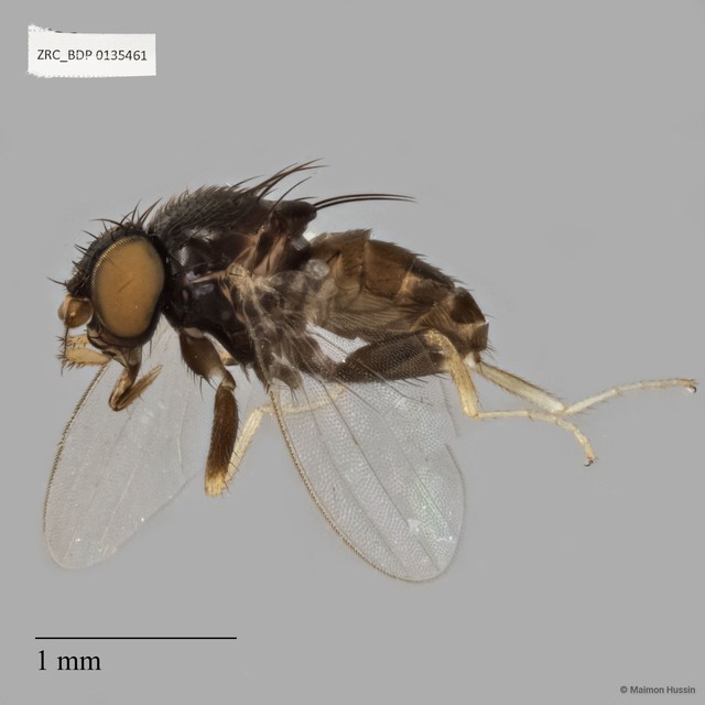 Milichiidae sp. "ZRCBDP0135461" • © Maimon Hussin • All Rights Reserved