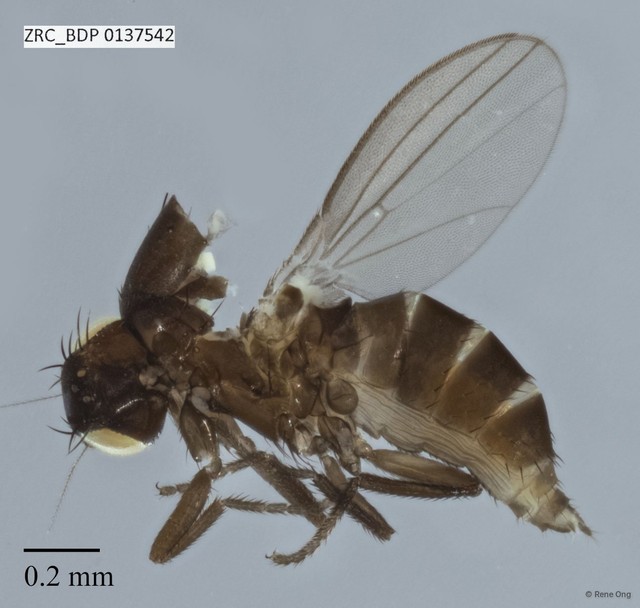 Milichiidae sp. "ZRCBDP0137542" • © Rene Ong • All Rights Reserved