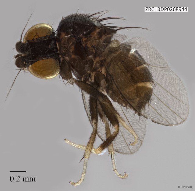 Milichiidae sp. "ZRCBDP0268944" • © Rene Ong • All Rights Reserved