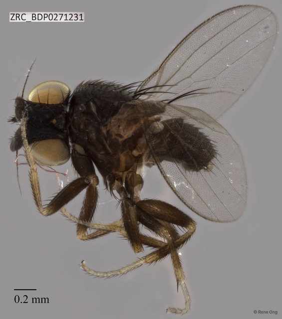 Milichiidae sp. "ZRCBDP0271231" • © Rene Ong • All Rights Reserved