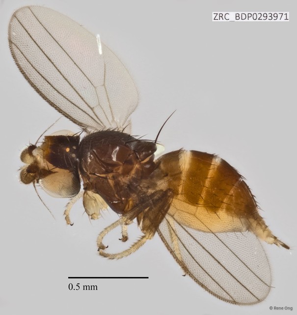 Milichiidae sp. "ZRCBDP0293971" • © Rene Ong • All Rights Reserved