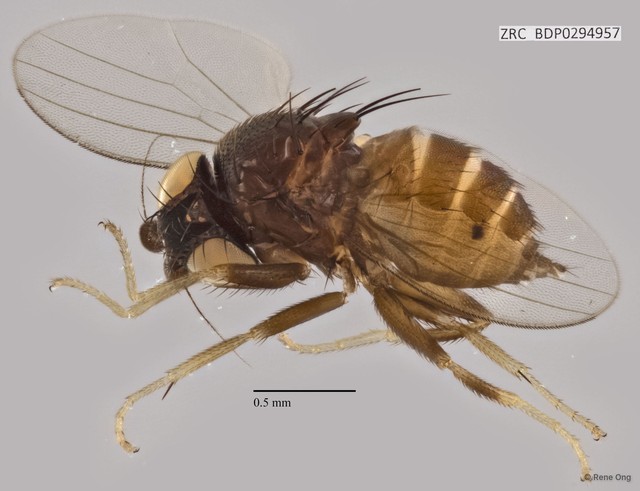 Milichiidae sp. "ZRCBDP0294957" • © Rene Ong • All Rights Reserved