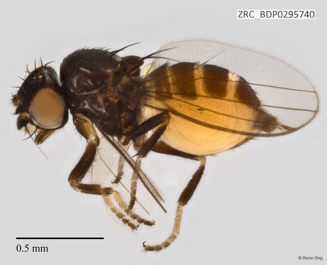Milichiidae sp. "ZRCBDP0295740" • © Rene Ong • All Rights Reserved