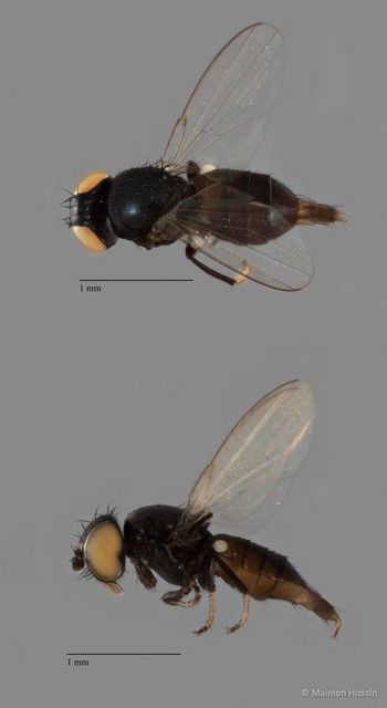Milichiella sp. "ZRCBDP0103089" • © Maimon Hussin • All Rights Reserved