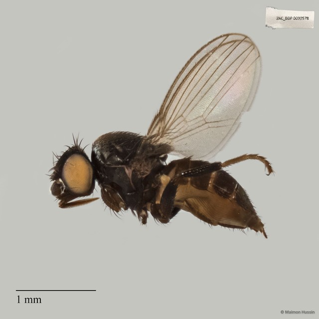 Neophyllomyza sp. "ZRCBDP0017867" • © Maimon Hussin • All Rights Reserved