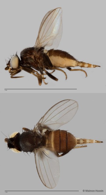 Neophyllomyza sp. "ZRCBDP0017869" • © Maimon Hussin • All Rights Reserved