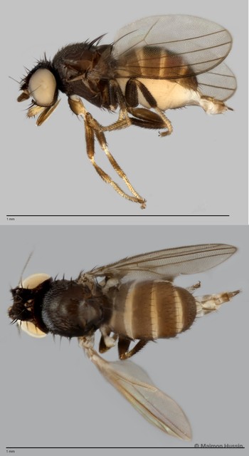 Neophyllomyza sp. "ZRCBDP0025487" • © Maimon Hussin • All Rights Reserved