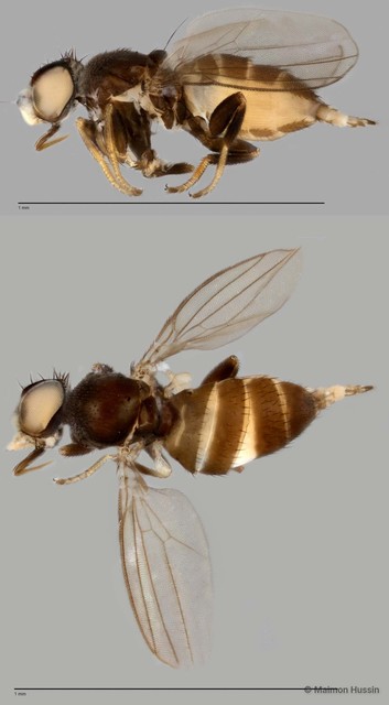 Neophyllomyza sp. "ZRCBDP0025499" • © Maimon Hussin • All Rights Reserved