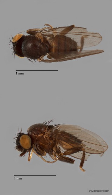 Neophyllomyza sp. "ZRCBDP0079974" • © Maimon Hussin • All Rights Reserved