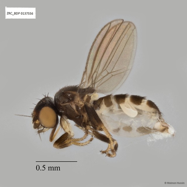 Neophyllomyza sp. "ZRCBDP0137556" • © Maimon Hussin • All Rights Reserved