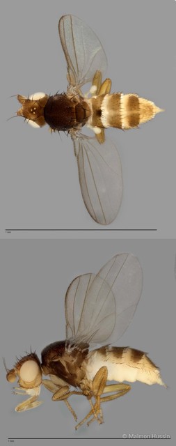 Paramyia sp. "ZRCBDP0019872" • © Maimon Hussin • All Rights Reserved