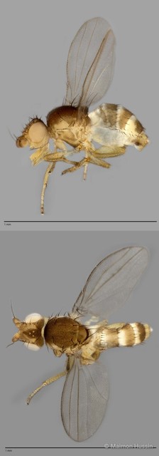 Paramyia sp. "ZRCBDP0021397" • © Maimon Hussin • All Rights Reserved