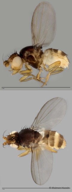 Paramyia sp. "ZRCBDP0021408" • © Maimon Hussin • All Rights Reserved