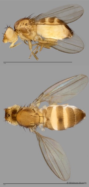 Paramyia sp. "ZRCBDP0021553" • © Maimon Hussin • All Rights Reserved