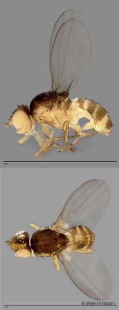 Paramyia sp. "ZRCBDP0025622" • © Maimon Hussin • All Rights Reserved