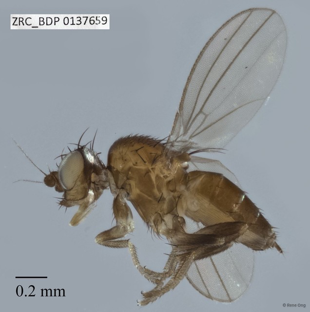 Paramyia sp. "ZRCBDP0075149" • © Rene Ong • All Rights Reserved