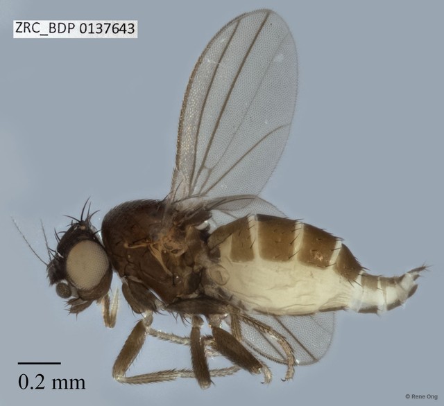 Paramyia sp. "ZRCBDP0075227" • © Rene Ong • All Rights Reserved