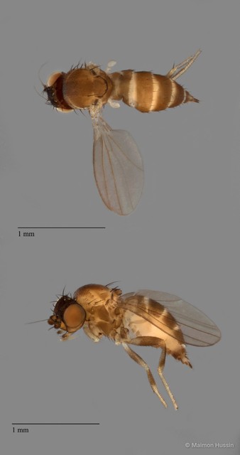Paramyia sp. "ZRCBDP0081009" • © Maimon Hussin • All Rights Reserved