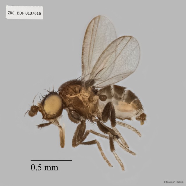 Paramyia sp. "ZRCBDP0137616" • © Maimon Hussin • All Rights Reserved