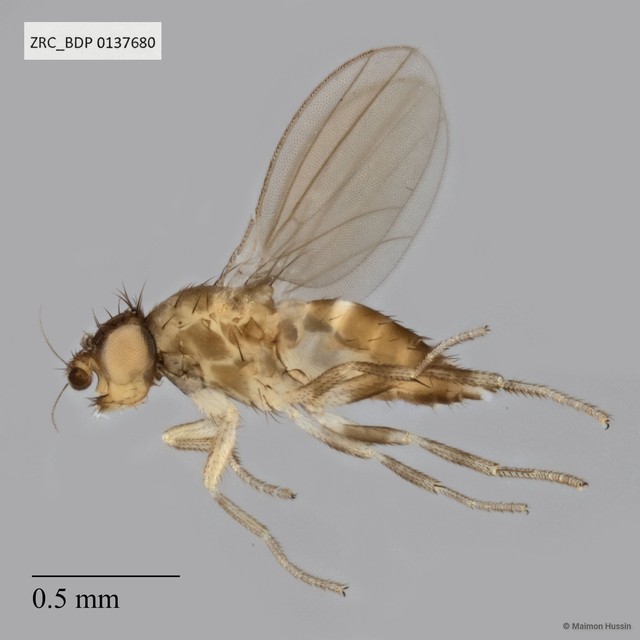 Paramyia sp. "ZRCBDP0137680" • © Maimon Hussin • All Rights Reserved