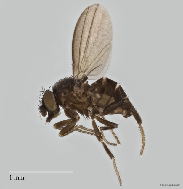 Paramyia sp. "ZRCBDP0293329" • © Maimon Hussin • All Rights Reserved