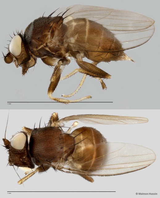 Phyllomyza sp. "ZRCBDP0021407" • © Maimon Hussin • All Rights Reserved