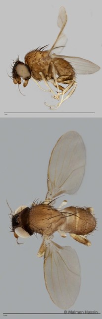 Phyllomyza sp. "ZRCBDP0021743" • © Maimon Hussin • All Rights Reserved
