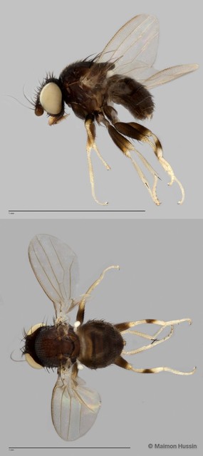 Phyllomyza sp. "ZRCBDP0025529" • © Maimon Hussin • All Rights Reserved