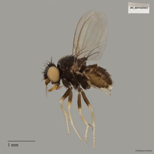Phyllomyza sp. "ZRCBDP0063555" • © Maimon Hussin • All Rights Reserved