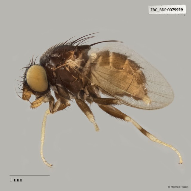 Phyllomyza sp. "ZRCBDP0079864" • © Maimon Hussin • All Rights Reserved